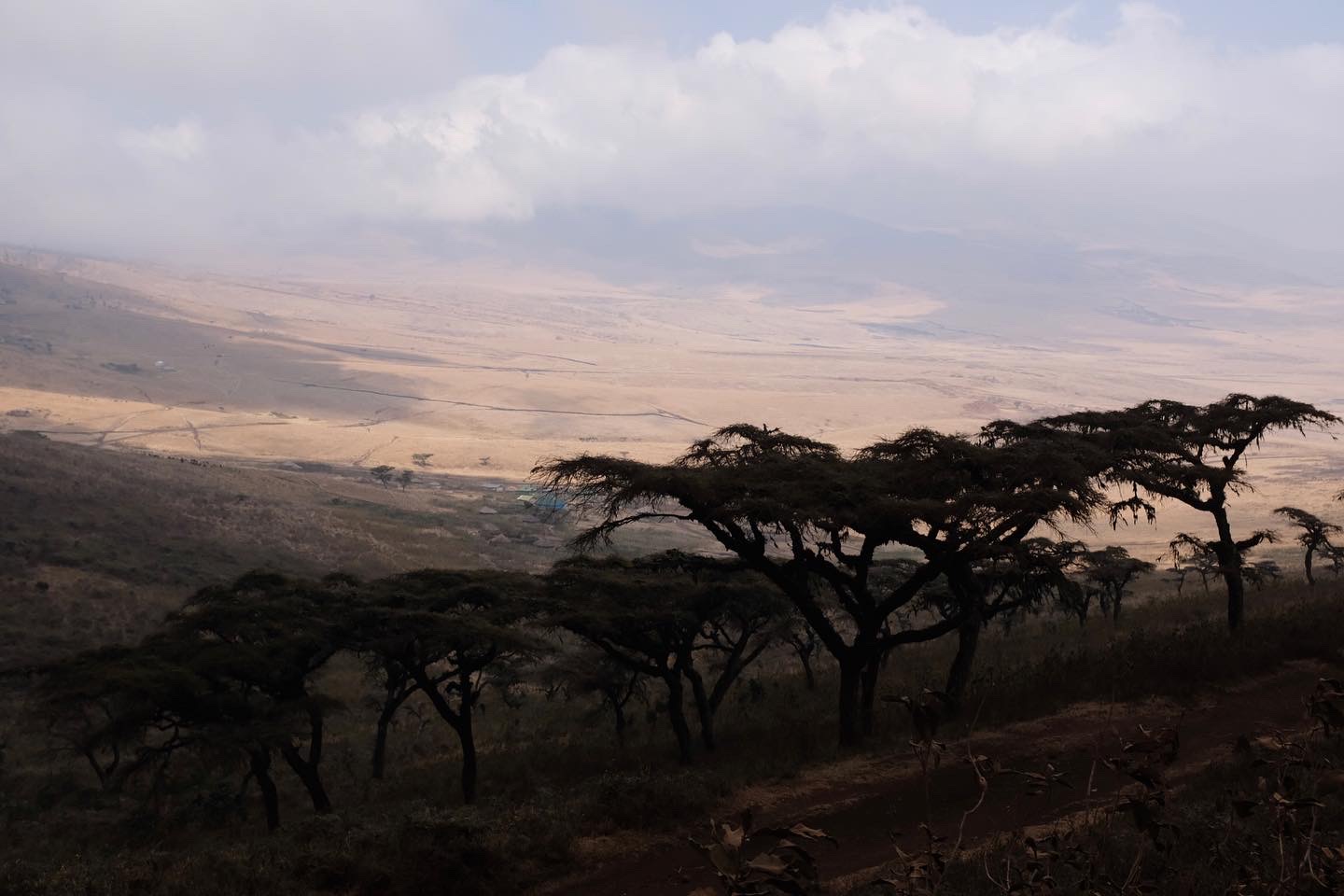 Ngorongorokrateret i Tanzania, med trær i forgrunnen og stor slette i bakgrunnen.